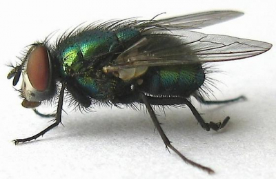 Lucilia Sericata (Greenbottle fly)